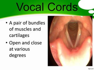 Vocal Cords
• A pair of bundles
  of muscles and
  cartilages
• Open and close
  at various
  degrees
 