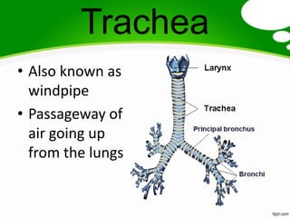 Trachea
• Also known as
  windpipe
• Passageway of
  air going up
  from the lungs
 