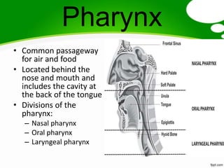 Pharynx
• Common passageway
  for air and food
• Located behind the
  nose and mouth and
  includes the cavity at
  the back of the tongue
• Divisions of the
  pharynx:
   – Nasal pharynx
   – Oral pharynx
   – Laryngeal pharynx
 