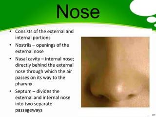Nose
• Consists of the external and
  internal portions
• Nostrils – openings of the
  external nose
• Nasal cavity – internal nose;
  directly behind the external
  nose through which the air
  passes on its way to the
  pharynx
• Septum – divides the
  external and internal nose
  into two separate
  passageways
 
