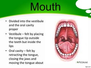 Mouth
• Divided into the vestibule
  and the oral cavity
  proper
• Vestibule – felt by placing
  the tongue tip outside
  the teeth but inside the
  lips
• Oral cavity – felt by
  retracting the tongue,
  closing the jaws and
  moving the tongue about
 