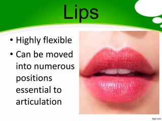 Lips
• Highly flexible
• Can be moved
  into numerous
  positions
  essential to
  articulation
 