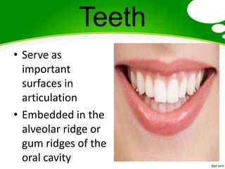 Teeth
• Serve as
  important
  surfaces in
  articulation
• Embedded in the
  alveolar ridge or
  gum ridges of the
  oral cavity
 