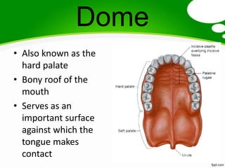 Dome
• Also known as the
  hard palate
• Bony roof of the
  mouth
• Serves as an
  important surface
  against which the
  tongue makes
  contact
 