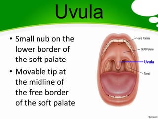 Uvula
• Small nub on the
  lower border of
  the soft palate
• Movable tip at
  the midline of
  the free border
  of the soft palate
 