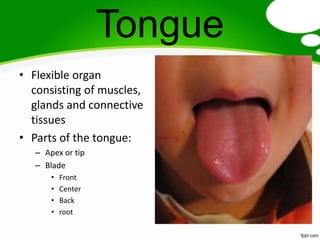 Tongue
• Flexible organ
  consisting of muscles,
  glands and connective
  tissues
• Parts of the tongue:
   – Apex or tip
   – Blade
       •   Front
       •   Center
       •   Back
       •   root
 
