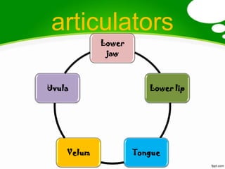 articulators
            Lower
             jaw



Uvula                  Lower lip




    Velum           Tongue
 
