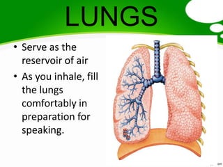 LUNGS
• Serve as the
  reservoir of air
• As you inhale, fill
  the lungs
  comfortably in
  preparation for
  speaking.
 