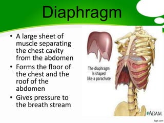 Diaphragm
• A large sheet of
  muscle separating
  the chest cavity
  from the abdomen
• Forms the floor of
  the chest and the
  roof of the
  abdomen
• Gives pressure to
  the breath stream
 