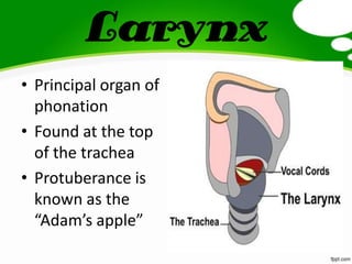 Larynx
• Principal organ of
phonation
• Found at the top
of the trachea
• Protuberance is
known as the
“Adam’s apple”
 