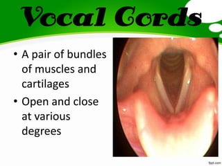 Vocal Cords
• A pair of bundles
of muscles and
cartilages
• Open and close
at various
degrees
 