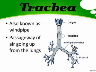 Trachea
• Also known as
windpipe
• Passageway of
air going up
from the lungs
 