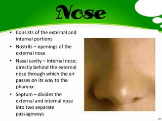 Nose
• Consists of the external and
internal portions
• Nostrils – openings of the
external nose
• Nasal cavity – internal nose;
directly behind the external
nose through which the air
passes on its way to the
pharynx
• Septum – divides the
external and internal nose
into two separate
passageways
 