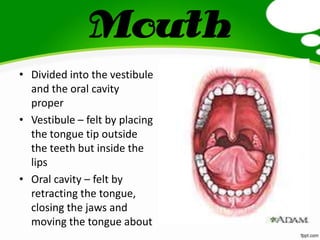 Mouth
• Divided into the vestibule
and the oral cavity
proper
• Vestibule – felt by placing
the tongue tip outside
the teeth but inside the
lips
• Oral cavity – felt by
retracting the tongue,
closing the jaws and
moving the tongue about
 