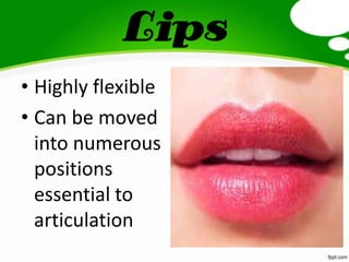 Lips
• Highly flexible
• Can be moved
into numerous
positions
essential to
articulation
 