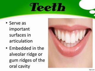 Teeth
• Serve as
important
surfaces in
articulation
• Embedded in the
alveolar ridge or
gum ridges of the
oral cavity
 