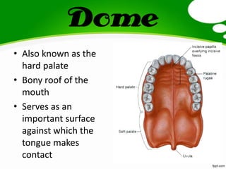 Dome
• Also known as the
hard palate
• Bony roof of the
mouth
• Serves as an
important surface
against which the
tongue makes
contact
 