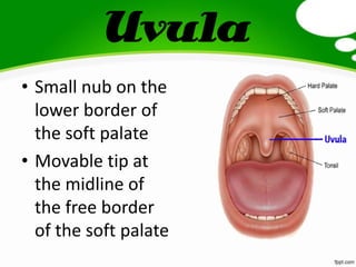 Uvula
• Small nub on the
lower border of
the soft palate
• Movable tip at
the midline of
the free border
of the soft palate
 