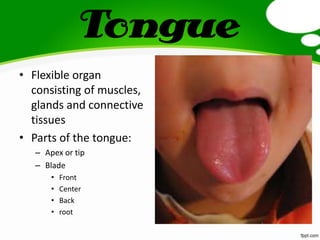 Tongue
• Flexible organ
consisting of muscles,
glands and connective
tissues
• Parts of the tongue:
– Apex or tip
– Blade
• Front
• Center
• Back
• root
 