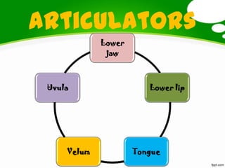 articulators
Lower
jaw
Lower lip
TongueVelum
Uvula
 
