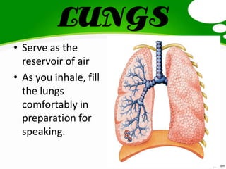 LUNGS
• Serve as the
reservoir of air
• As you inhale, fill
the lungs
comfortably in
preparation for
speaking.
 