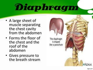 Diaphragm
• A large sheet of
muscle separating
the chest cavity
from the abdomen
• Forms the floor of
the chest and the
roof of the
abdomen
• Gives pressure to
the breath stream
 