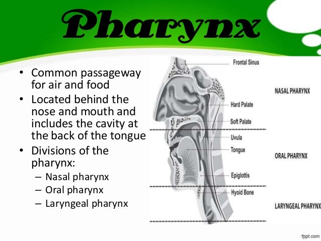 Speech learning mechanism picture