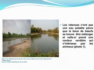  Les retenues n’ont pas
une eau potable parce
que la boue de bœufs
se trouve être mélanger
et celle-ci prend une
couleur verdâtre qui
n’intéresse pas les
animaux (photo 1).
Photo 1 (a): Piétinement de bœufs et (b): Eau verdâtre de la retenue Boukousséra
à Boukousséra
Source: Cliché Chabi Boum, février 2011
a b
 