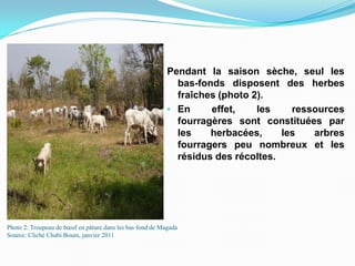 Photo 2: Troupeau de bœuf en pâture dans les bas fond de Magada
Source: Cliché Chabi Boum, janvier 2011
Pendant la saison sèche, seul les
bas-fonds disposent des herbes
fraîches (photo 2).
• En effet, les ressources
fourragères sont constituées par
les herbacées, les arbres
fourragers peu nombreux et les
résidus des récoltes.
 