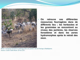 Photo 3:Troupeau de bœufs en pâturage dans une jachère vide de fourrage à Badékparou
Source: Cliché Chabi Boum, février 2011
• On retrouve ces différentes
ressources fourragères dans de
différents lieu ; les herbacées et
les graminées se rencontrent au
niveau des jachères, les réserves
forestières et dans les zones
hydromorphes après le retrait des
eaux.
 