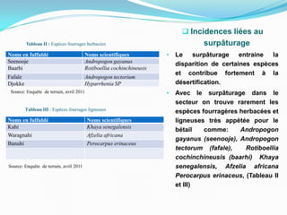 Tableau II : Espèces fourrages herbacées
Noms en fulfuldé Noms scientifiques
Seenooje Andropogon gayanus
Baarhi Rotiboellia cochinchineusis
Fafale Andropogon tectorium
Djokke Hyparrhenia SP
 Incidences liées au
surpâturage
• Le surpâturage entraine la
disparition de certaines espèces
et contribue fortement à la
désertification.
• Avec le surpâturage dans le
secteur on trouve rarement les
espèces fourragères herbacées et
ligneuses très appétée pour le
bétail comme: Andropogon
gayanus (seenooje), Andropogon
tectorum (fafale), Rotiboellia
cochinchineusis (baarhi) Khaya
senegalensis, Afzelia africana
Perocarpus erinaceus, (Tableau II
et III)
Noms en fulfuldé Noms scientifiques
Kahi Khaya senegalensis
Waragnahi Afzelia africana
Banuhi Perocarpus erinaceus
Tableau III : Espèces fourrages ligneuses
Source: Enquête de terrain, avril 2011
Source: Enquête de terrain, avril 2011
 