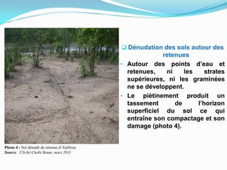 Photo 4 : Sol dénudé de retenue d’Alafirou
Source : Cliché Chabi Boum, mars 2011
 Dénudation des sols autour des
retenues
• Autour des points d’eau et
retenues, ni les strates
supérieures, ni les graminées
ne se développent.
• Le piétinement produit un
tassement de l’horizon
superficiel du sol ce qui
entraîne son compactage et son
damage (photo 4).
 