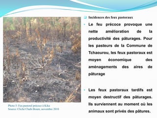 Photo 5: Feu pastoral précoce à Kika
Source: Cliché Chabi Boum, novembre 2010
 Incidences des feux pastoraux
• Le feu précoce provoque une
nette amélioration de la
productivité des pâturages. Pour
les pasteurs de la Commune de
Tchaourou, les feux pastoraux est
moyen économique des
aménagements des aires de
pâturage
• Les feux pastoraux tardifs est
moyen destructif des pâturages.
Ils surviennent au moment où les
animaux sont privés des pâtures.
 
