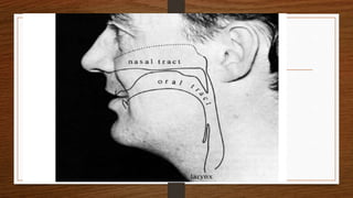 Speech organs meeting # 03