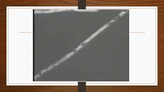 Speech organs meeting # 03