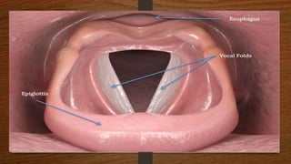 Speech organs meeting # 03