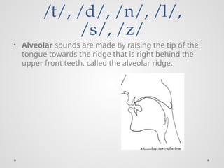 speech organs full.pptx for learning speech organs | PPTX