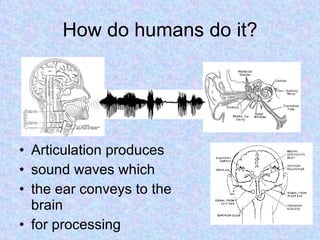 How do humans do it? Articulation produces sound waves which the ear conveys to the brain for processing 