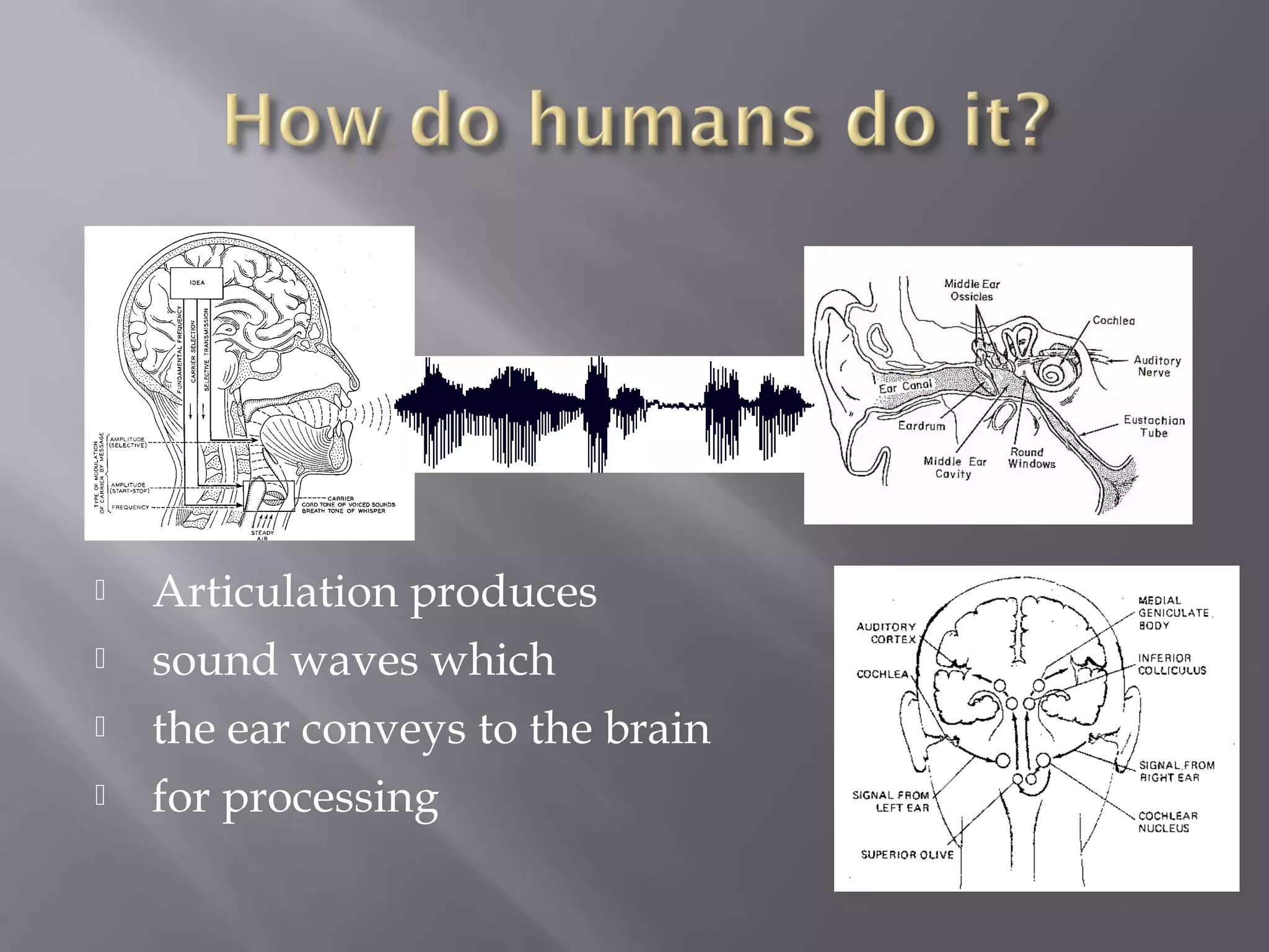    Articulation produces
   sound waves which
   the ear conveys to the brain
   for processing
 