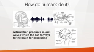 How do humans do it? 
Articulation produces sound waves which the ear conveys to the brain for processing  
