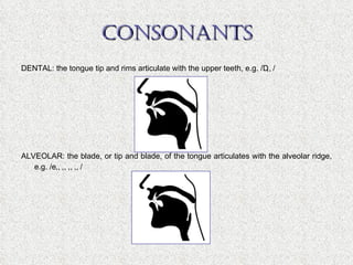CONSONANTS DENTAL: the tongue tip and rims articulate with the upper teeth, e.g. /  ,  / ALVEOLAR: the blade, or tip and blade, of the tongue articulates with the alveolar ridge, e.g. /  ,  ,  ,  ,  / 
