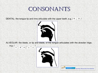 CONSONANTS DENTAL: the tongue tip and rims articulate with the upper teeth, e.g. /  ,  / ALVEOLAR: the blade, or tip and blade, of the tongue articulates with the alveolar ridge, e.g. /  ,  ,  ,  ,  / 