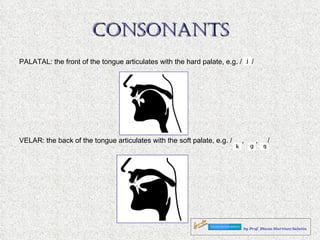 CONSONANTS PALATAL: the front of the tongue articulates with the hard palate, e.g. /  / VELAR: the back of the tongue articulates with the soft palate, e.g. /  ,  ,  / 