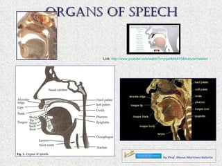   Organs of speech  Link:  http://www.youtube.com/watch?v=yrpeIMolA70&feature=related 