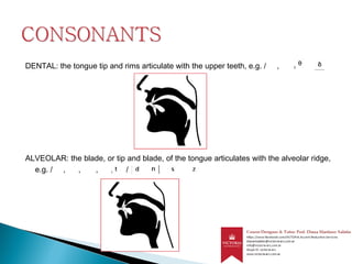 DENTAL: the tongue tip and rims articulate with the upper teeth, e.g. / , /
ALVEOLAR: the blade, or tip and blade, of the tongue articulates with the alveolar ridge,
e.g. / , , , , /
 
