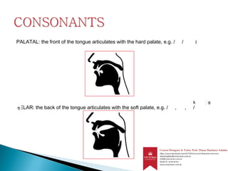 PALATAL: the front of the tongue articulates with the hard palate, e.g. / /
VELAR: the back of the tongue articulates with the soft palate, e.g. / , , /
 