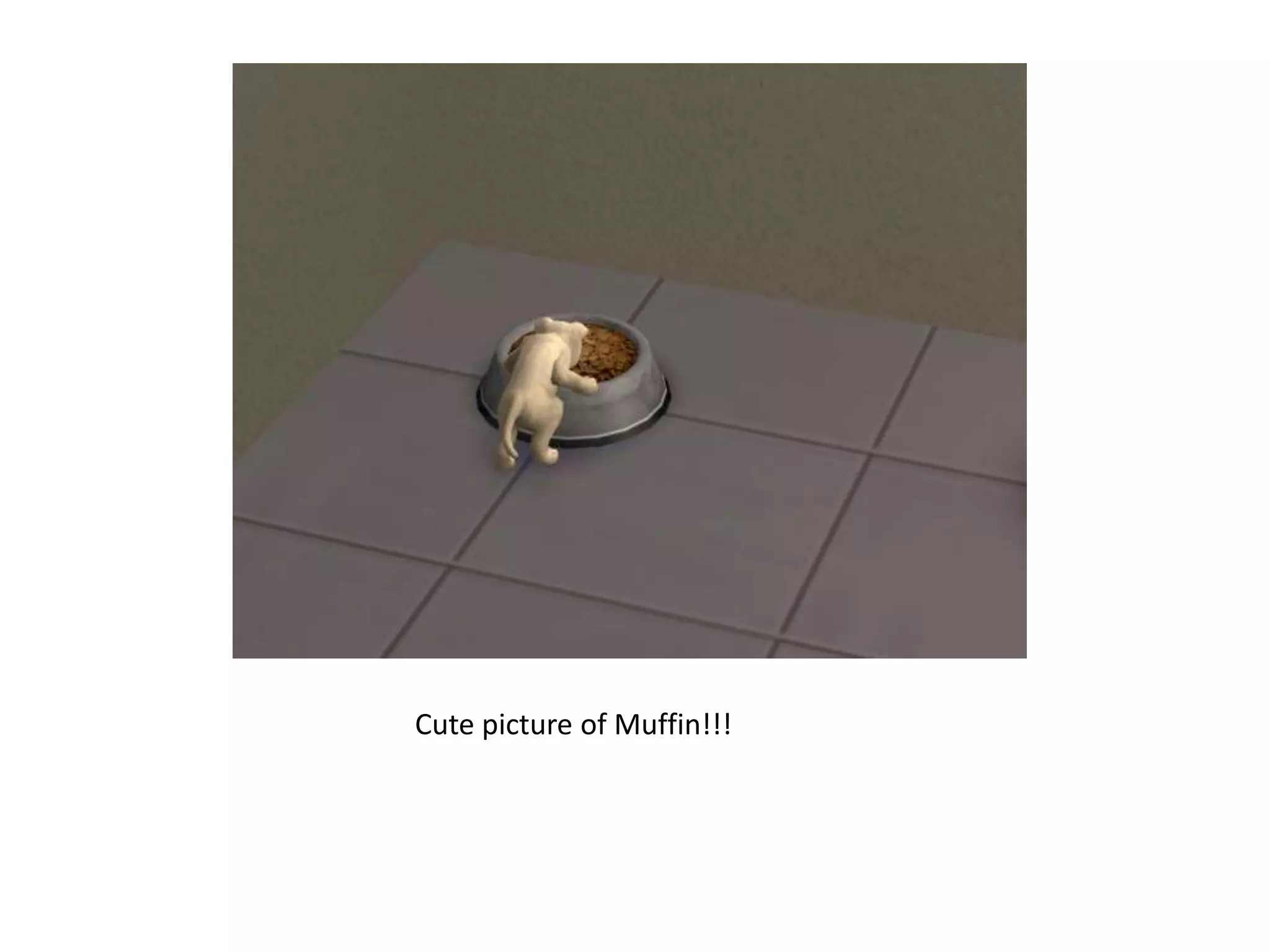 Cute picture of Muffin!!!