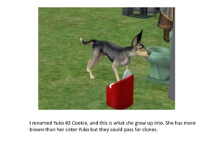 I renamed Yuko #2 Cookie, and this is what she grew up into. She has more brown than her sister Yuko but they could pass for clones.