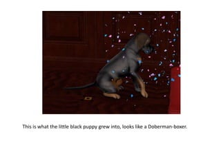 This is what the little black puppy grew into, looks like a Doberman-boxer. 