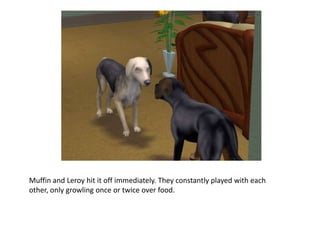 Muffin and Leroy hit it off immediately. They constantly played with each other, only growling once or twice over food.